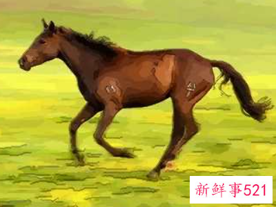 属马人和什么最相合相配