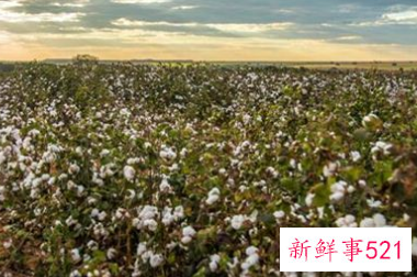 周公解梦梦见自己摘棉花