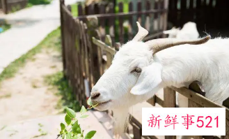 怎样对付属羊的女人