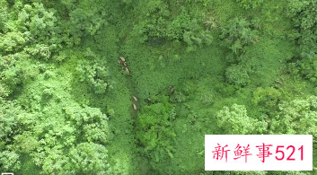 又有一波南下野象来凑热闹