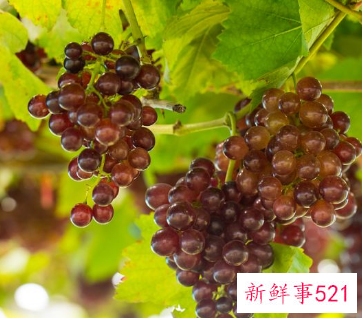 葡萄的营养成分含量