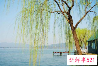 柳树代表的象征意义是什么