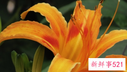 十二生肖如何得到桃花