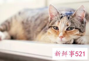 梦见母猫流产是什么预兆