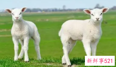 属鼠跟属羊能不能结婚