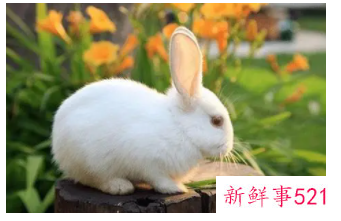 属兔的超级贵人小人2022年