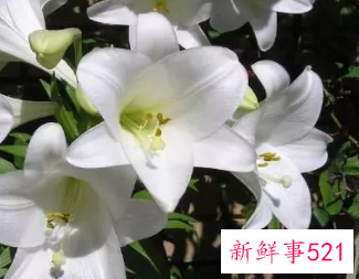 刚养殖的百合花黄叶是怎么回事