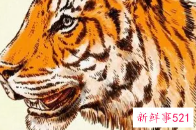 生肖虎事业以及财富解析