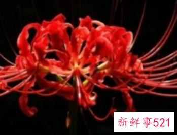 彼岸花代表什么