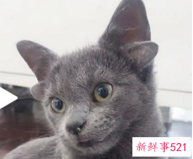 土耳其四耳猫猫在网上走红