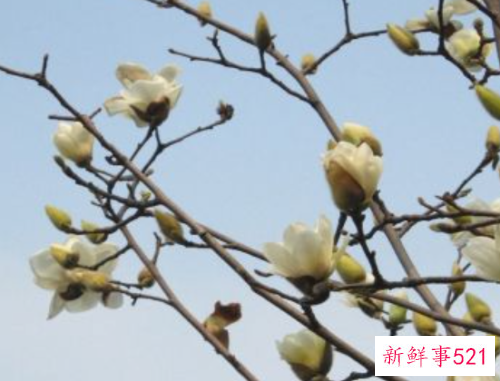 北方露台适合种什么树