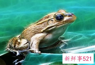 梦见青蛙有什么预兆