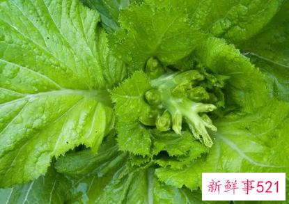 吃抱子芥的好处