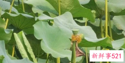 大明湖或出现第三株并蒂莲