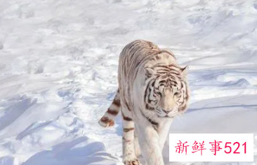 生肖虎和羊相配吗