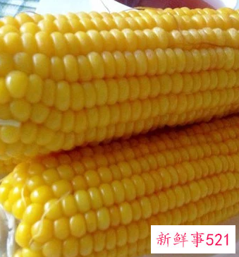 每天煮玉米的好处