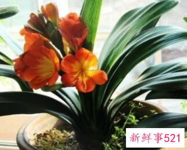 10种客厅招财植物推荐