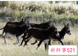 梦见牵头黑驴寓意