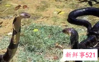 眼镜王蛇的习性