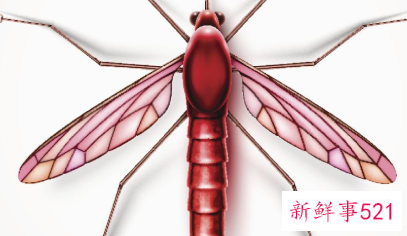 自制一瓶高效无毒驱蚊水