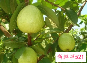 水果番石榴的功效与作用