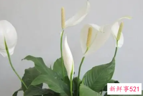 一帆风顺花的摆放禁忌