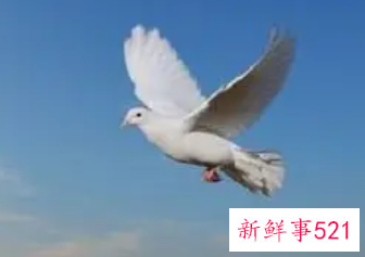 梦见鸽子飞进自己家里