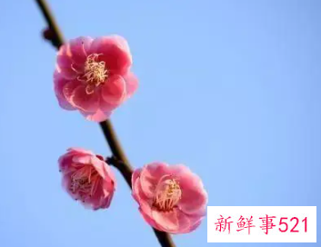 梅好听昵称四个字