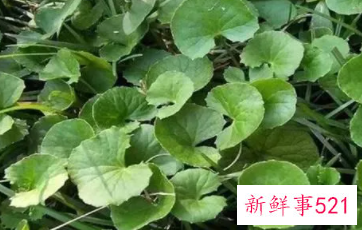 双金钱草的功效与作用