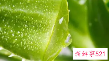新鲜芦荟怎么处理敷脸
