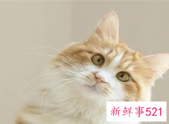 梦见猫是有什么预兆