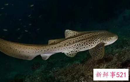 豹纹鲨是不是国家保护动物