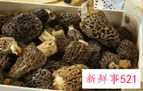 不能吃的菌子有哪些