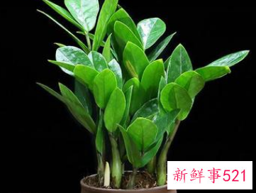 院子里种什么花最旺宅