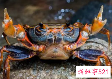 怀孕初期吃什么食物容易流产