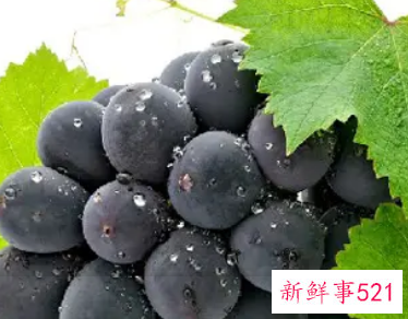 葡萄的营养成分含量