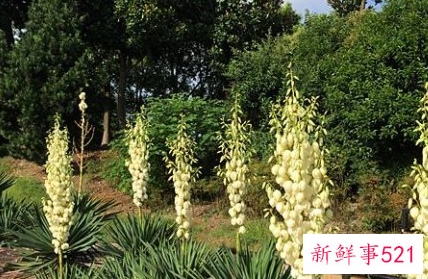 象征着希望和未来的花