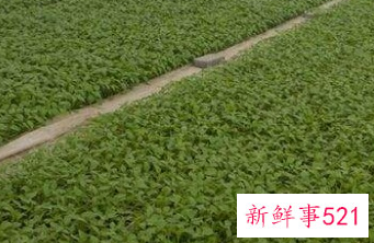 辣椒育苗到结果需要多长时间