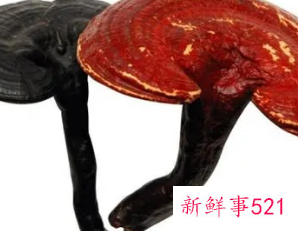 灵芝泡水喝的七大禁忌有哪些