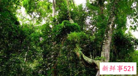 梦见树藤是什么意思