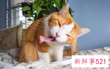 自制一瓶高效无毒驱蚊水