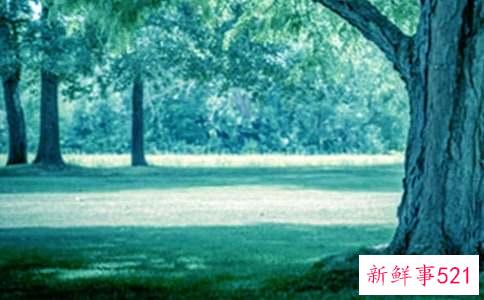 梦见大树倒了是什么征兆