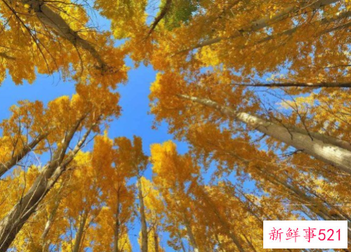 梦见桦树的寓意