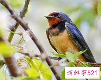 梦见鸟叫的很好听