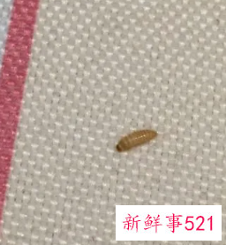 沙发虫子种类名称