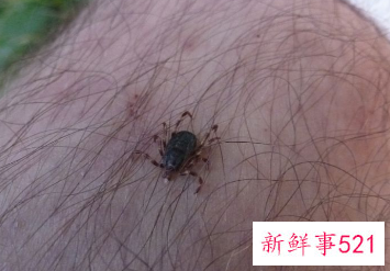 被虫子叮咬后红肿如何处理