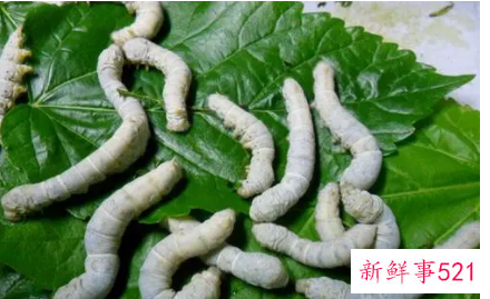 梦见密密麻麻的蚕