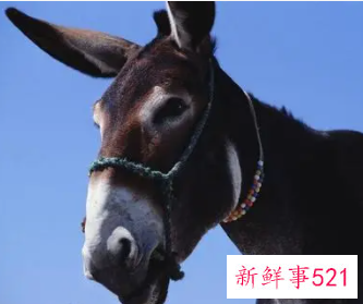 梦见驴挨打是什么意思