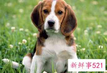 最漂亮的狗排名第一