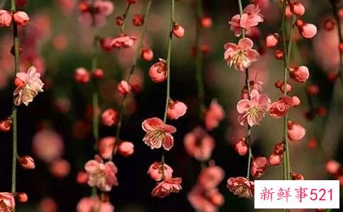 桃花位摆放什么催桃花